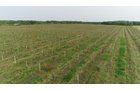 Van Buren County, Michigan farmland - LAND AUCTION - 194+/- ACRES OFFERED IN 5 TRACTS IN VAN BUREN COUNTY, MICHIGAN